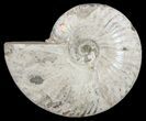 Silver Iridescent Ammonite - Madagascar #61513-1